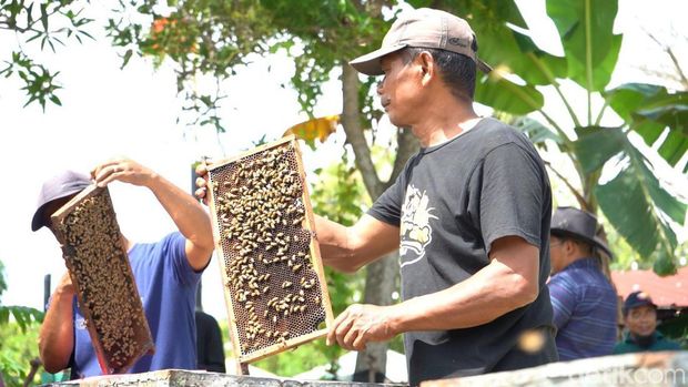Siswa berkunjung ke Kebun Madu Alfarabee