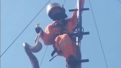 Penampakan Sanca Lilit Tiang Pemancar Bikin Sinyal Wi-Fi Kampung Lemot
