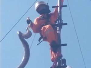 Penampakan Ular Besar Lilit Tower Pemancar Wi-Fi di Surabaya