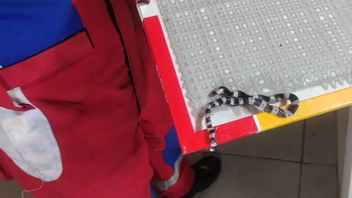 Warga di Ciracas, memasang perangkap tikus agar hewan pengerat itu hilang dari rumahnya. Tapi dia sangat kaget karena ular mematikan yang terkena perangkap. (IG Damkar Ciracas)