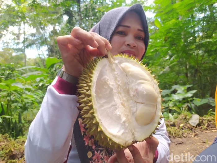 Berburu durian di Ngropoh Temanggung, Minggu (19/2/2023).