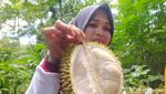 Potret Wiwit Ngunduh Durian di Temanggung