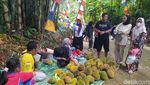 Potret Wiwit Ngunduh Durian di Temanggung
