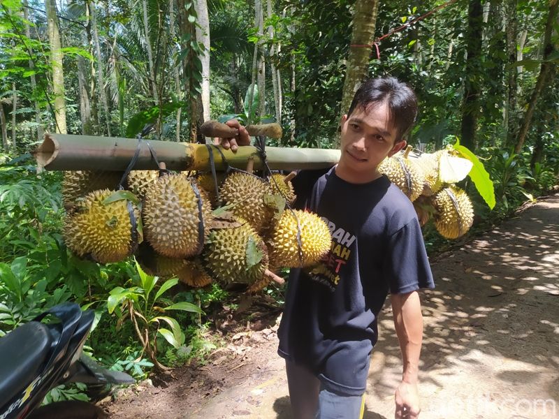 Berburu durian di Ngropoh Temanggung, Minggu (19/2/2023).