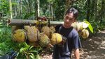 Potret Wiwit Ngunduh Durian di Temanggung