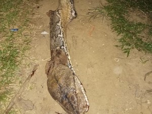 Menegangkan! Kakek di Muna Duel Lawan Piton Sebesar Batang Kelapa