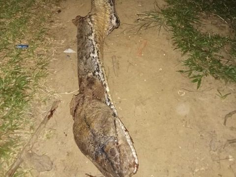 Penampakan ular piton raksasa 8 meter yang mati ditebas warga di Muna Barat, Sulawesi Tenggara.