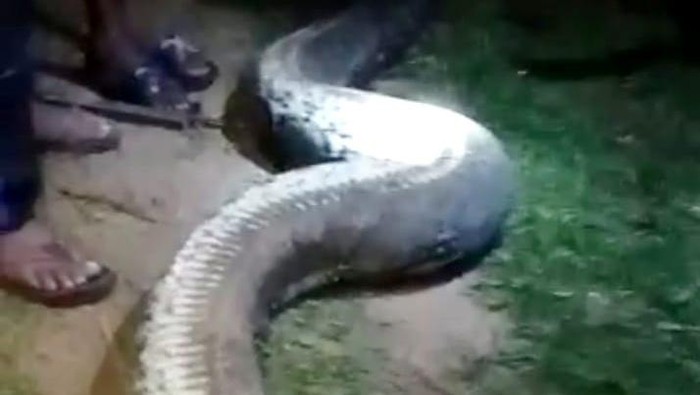 Penampakan ular piton raksasa 8 meter yang ditebas warga di Muna Barat, Sulawesi Tenggara.