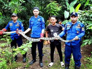 Ular Sanca 2,5 Meter Diamankan Usai Mangsa Ayam Ternak Warga Karawang