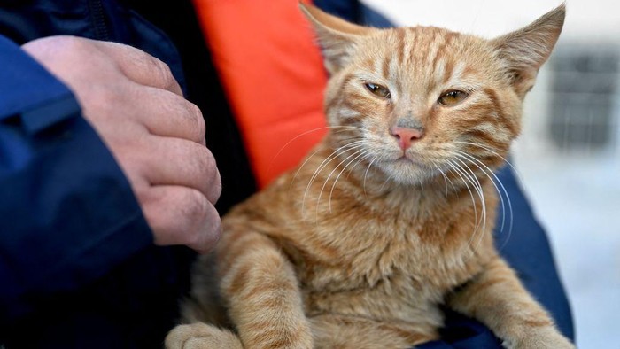 A rescuer holds a cat which was rescued from a collapsed building, 248 hours after the 7.8-magnitude earthquake which struck parts of Turkey and Syria, in Kahramanmaras on February 16, 2023. (Photo by OZAN KOSE / AFP) (Photo by OZAN KOSE/AFP via Getty Images)