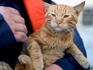 Benarkah Kucing Oyen Lebih Barbar dari Kucing Lain? Ini Jawabannya