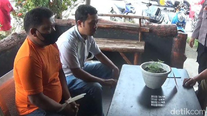 Pria di Bangkalan tanam 5 pohon ganja di pot diciduk polisi