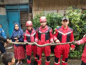 Ular Sanca 3 Meter di Makassar Ngamuk saat Dievakuasi di Rumah Warga