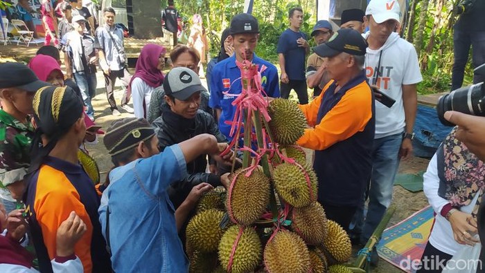 Warga Ngropoh Temanggung Gelar Ritual Wiwit Duren, Minggu (19/2/2023). Warga Ngropoh Temanggung Gelar Ritual Wiwit Duren, Minggu (19/2/2023).