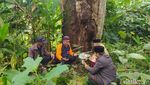 Potret Wiwit Ngunduh Durian di Temanggung