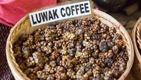 Pencinta kopi mungkin tak asing dengan kopi luwak. Kopi asal Indonesia ini dianggap aneh karena diolah dari biji kopi yang didapat dari feses hewan luwak.