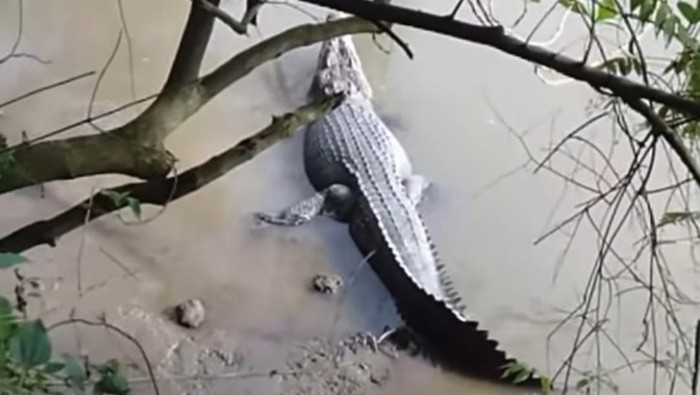 Buaya muncul di sungai Minsel, Sulut.