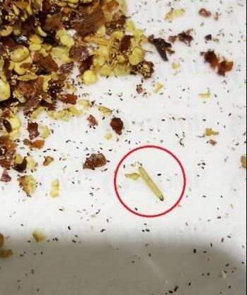 Ngeri! Satu Keluarga Hampir Telan Cacing dari Botol Bubuk Cabai