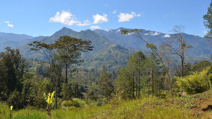 Dunia Hari Ini: Empat Peneliti Disandera di Papua Nugini