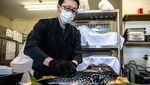 Ikan Buntal Macan, Sajian Mematikan Khas Fukushima Jepang