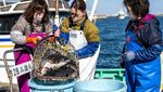 Ikan Buntal Macan, Sajian Mematikan Khas Fukushima Jepang