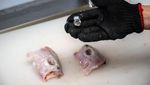 Ikan Buntal Macan, Sajian Mematikan Khas Fukushima Jepang