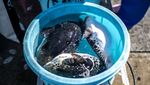 Ikan Buntal Macan, Sajian Mematikan Khas Fukushima Jepang