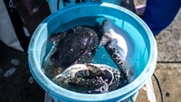 Dari banyaknya spesies, ikan buntal macan jenis Fugu merupakan yang paling sedikit mengandung racun.  