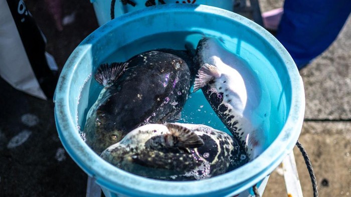 This photo taken on January 19, 2023 shows Yoshimasa Kanno, operator of the Minatoya hotel, preparing tiger puffer fish at his hotel in Soma city of Japan's Fukushima Prefecture. - The pufferfish filling fishermen's nets in Fukushima are a delicacy that can kill if wrongly prepared. To a community devastated by a 2011 nuclear disaster, however, they are also a lifeline. - To go with AFP story 