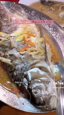 Ikan empurau, ikan langka asal Malaysia yang harganya fantastis