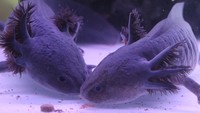 Dua indukan salamander air (Ambystoma mexicanum) atau axolotl berada di akuarium pemijahan Axotic Farm, Batu, Jawa Timur, Senin (20/2/2023).  