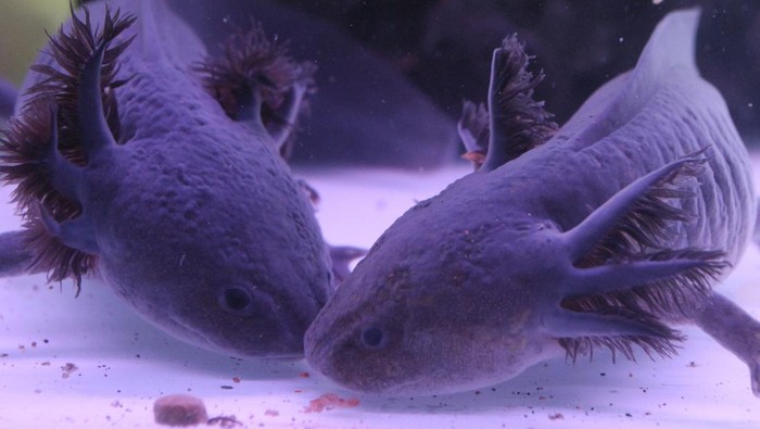 Jualan Salamander Bisa Raup Rp 10 Juta Peternak menunjukkan anakan salamander air (Ambystoma mexicanum) atau axolotl hasil budi daya di Axotic Farm, Batu, Jawa Timur, Senin (20/2/2023). Peternak menyebutkan penjualan salamander air per bulan mencapai 200 ekor anakan dan indukan sebagai hewan peliharaan dengan harga Rp200 ribu hingga Rp10 juta per ekor. ANTARA FOTO/Ari Bowo Sucipto/rwa.