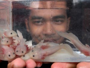 Hewan Tersenyum Axolotl Termasuk Amfibi atau Ikan? Ini Dia Jawabannya