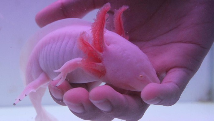 Jualan Salamander Bisa Raup Rp 10 Juta Peternak menunjukkan anakan salamander air (Ambystoma mexicanum) atau axolotl hasil budi daya di Axotic Farm, Batu, Jawa Timur, Senin (20/2/2023). Peternak menyebutkan penjualan salamander air per bulan mencapai 200 ekor anakan dan indukan sebagai hewan peliharaan dengan harga Rp200 ribu hingga Rp10 juta per ekor. ANTARA FOTO/Ari Bowo Sucipto/rwa.