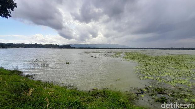 Kondisi Sawah yang terendam banjir di Paledah, Pangandaran, Senin (20/2/2023).
