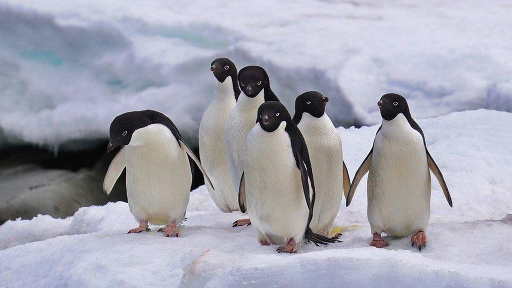 Lapisan Es Laut Antarktika Terus Mencair, Cetak Rekor Terendah!