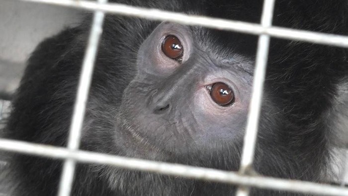 Lutung yang diserahkan BBKSA ke The Aspinall Foundation.