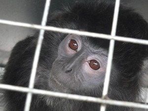 BBKSDA Serahkan 6 Lutung dan Owa Jawa ke Aspinall Foundation