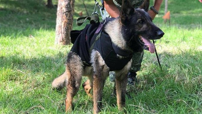 Undated handout photo of rescue dog Proteo, who died over the weekend while on duty in the town of Adiyaman, Turkey, during the rescue efforts. Mexican Foreign Affairs Ministry/Handout via REUTERS THIS IMAGE HAS BEEN SUPPLIED BY A THIRD PARTY. NO RESALES. NO ARCHIVES.