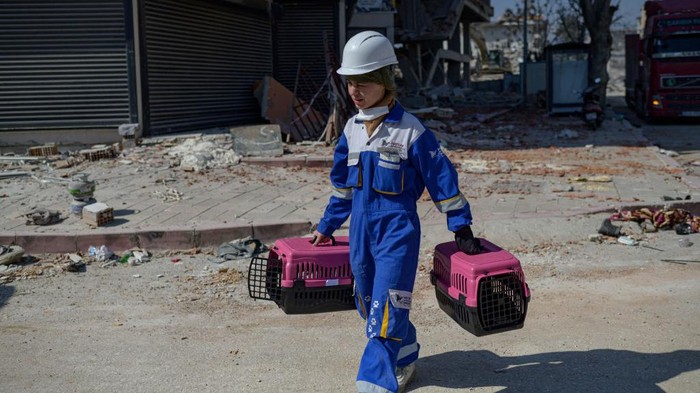 A volunteer for the local NGO Haytap tries to lure a dog into a cage in Antakya, south of Turkey, where many animals are trapped in the rubbles after the February 6th earthquake, on February 18, 2023. - A 7.8-magnitude earthquake hit near Gaziantep, Turkey, in the early hours of February 6, followed by another 7.5-magnitude tremor just after midday. The quakes caused widespread destruction in southern Turkey and northern Syria and has killed more than 40,000 people (Photo by Yasin AKGUL / AFP) (Photo by YASIN AKGUL/AFP via Getty Images)