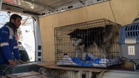 Seekor anjing di dalam kandang menunggu untuk dipindahkan ke tempat penampungan di luar Antakya, setelah berhasil diselamatkan dari reruntuhan.  