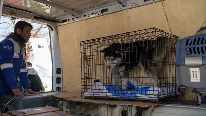 A volunteer for the local NGO Haytap tries to lure a dog into a cage in Antakya, south of Turkey, where many animals are trapped in the rubbles after the February 6th earthquake, on February 18, 2023. - A 7.8-magnitude earthquake hit near Gaziantep, Turkey, in the early hours of February 6, followed by another 7.5-magnitude tremor just after midday. The quakes caused widespread destruction in southern Turkey and northern Syria and has killed more than 40,000 people (Photo by Yasin AKGUL / AFP) (Photo by YASIN AKGUL/AFP via Getty Images)