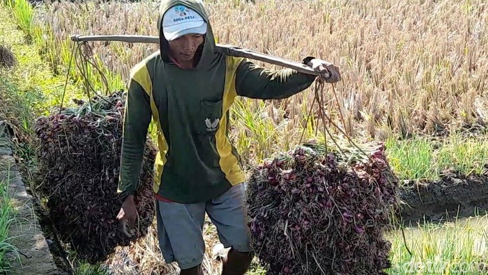 Panen bawang merah di Brebes. Foto diunggah Senin (20/2/2023).