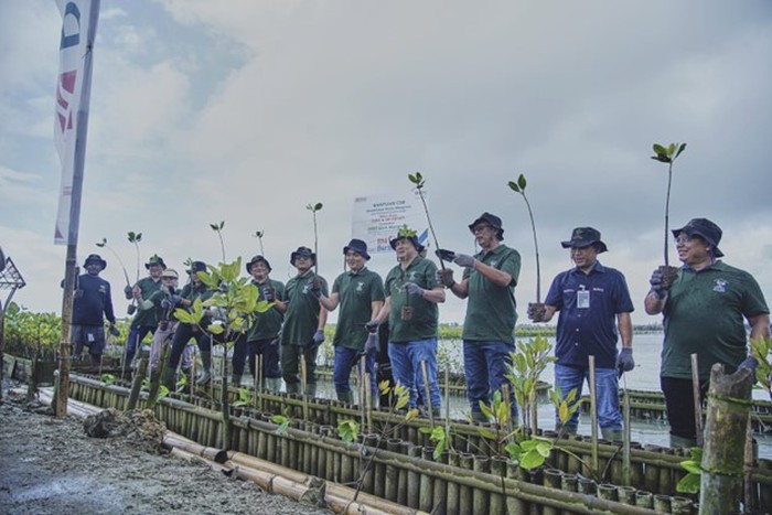 Penanaman Mangrove