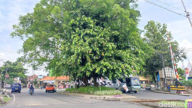 Pohon gayam Ciamis