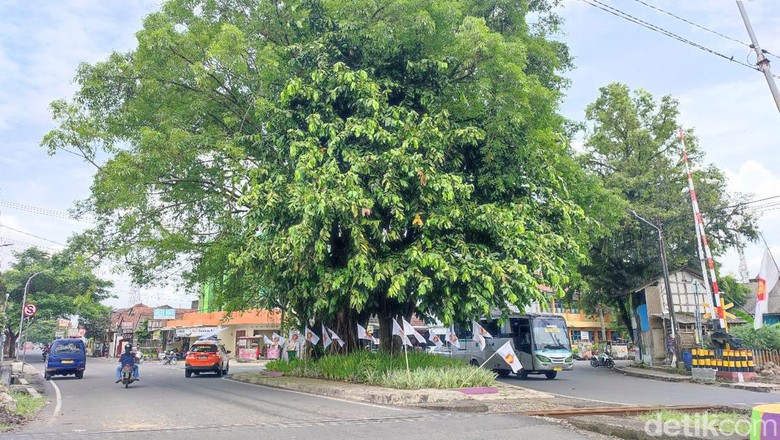 Pohon gayam Ciamis Pohon gayam Ciamis