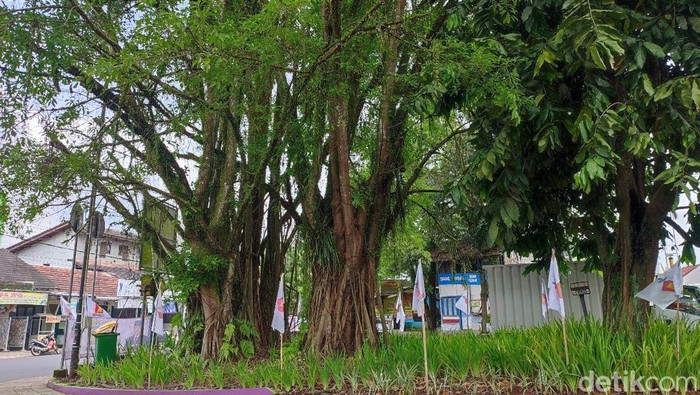 Pohon gayam Ciamis