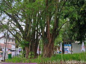 Misteri Pohon Gayam Ciamis, Konon Tumbang Saat Soeharto Lengser