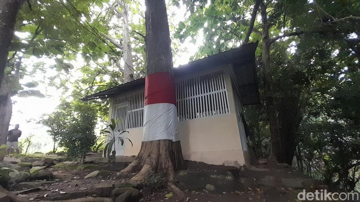 Pohon jati di Desa Cisampih, Sumedang.