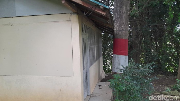 Pohon jati di Sumedang.